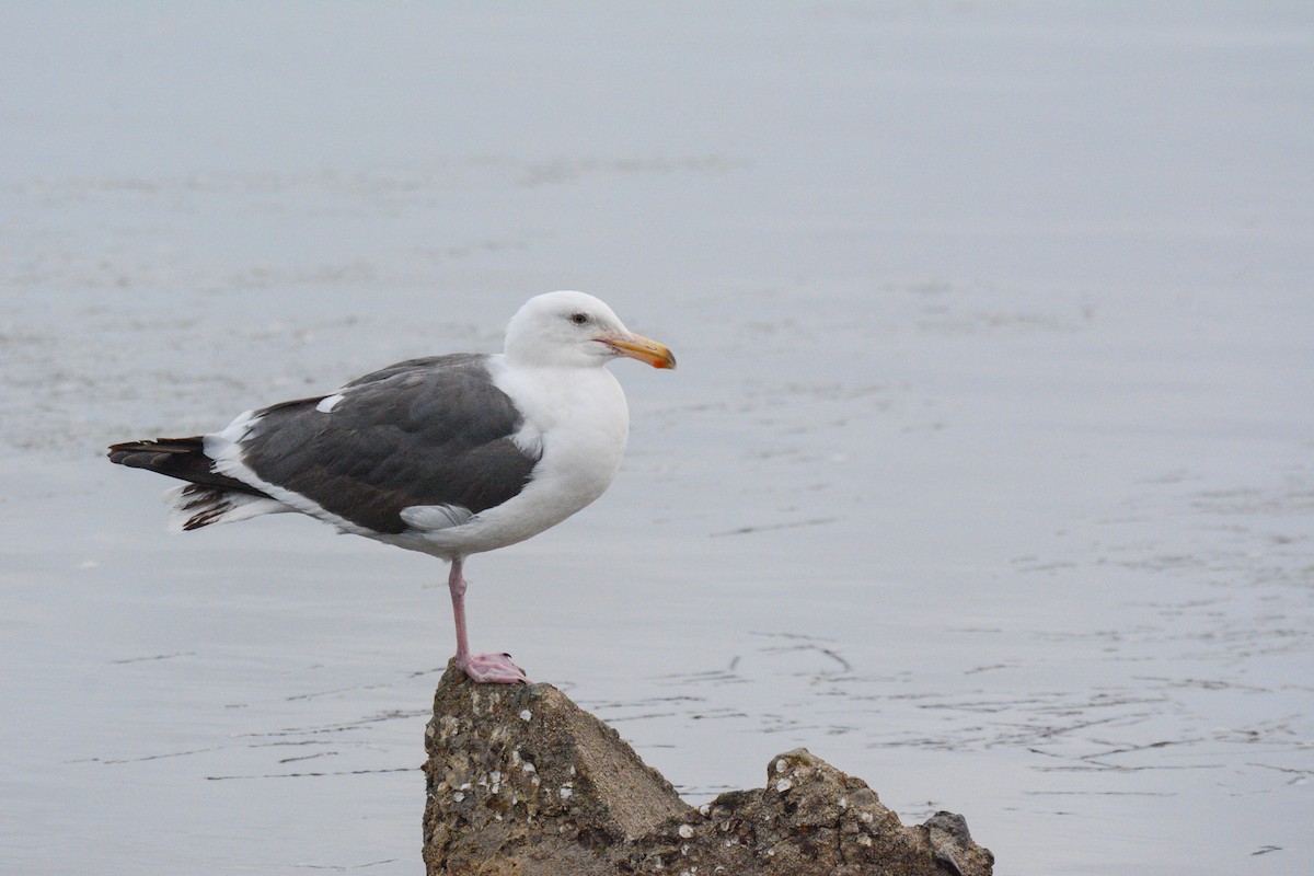 Western Gull - ML615522160