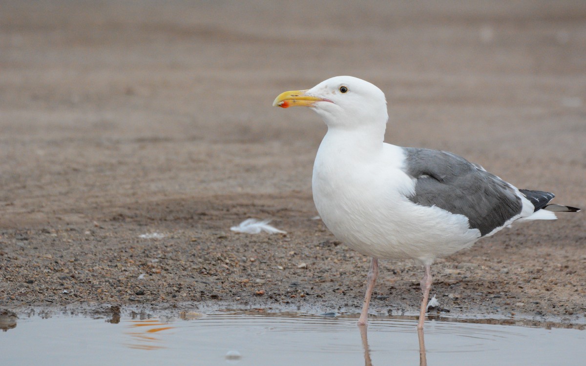 Goéland d'Audubon - ML615522161