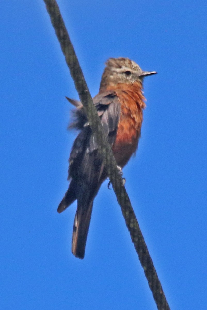 Cliff Flycatcher - ML615522164