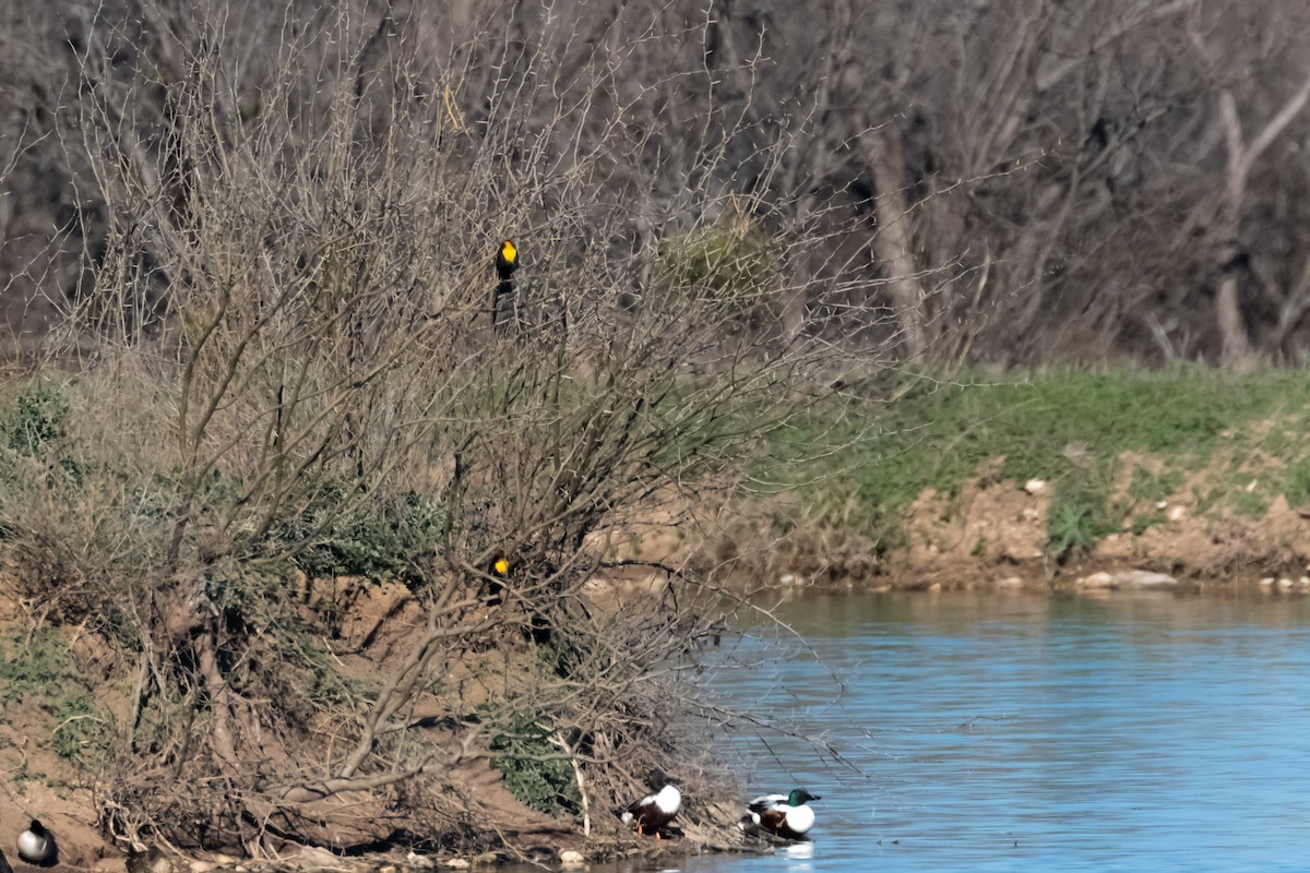 Yellow-headed Blackbird - ML615522166
