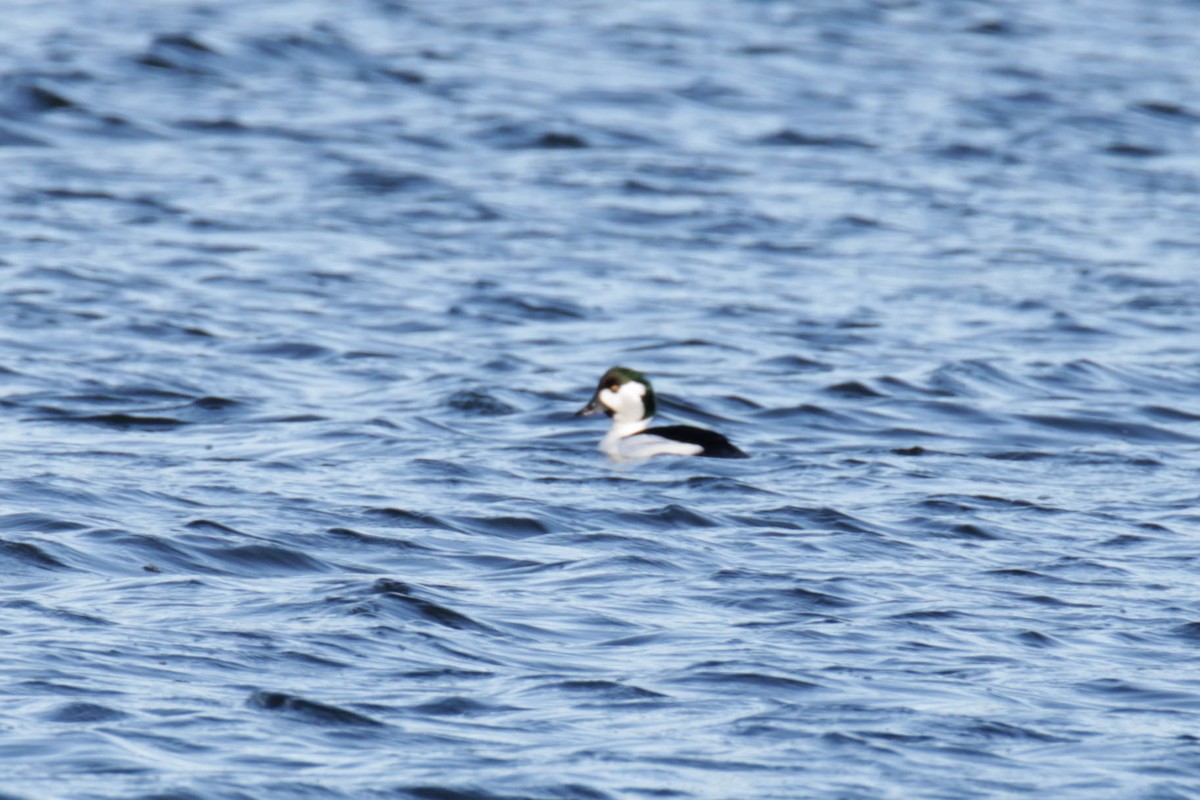 Bufflehead x goldeneye sp. (hybrid) - ML615522173