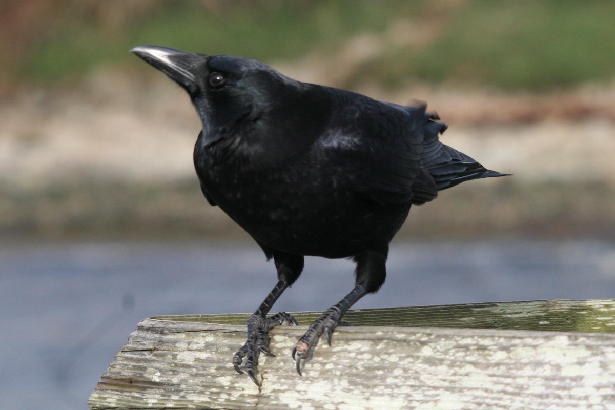 American Crow - ML615522187