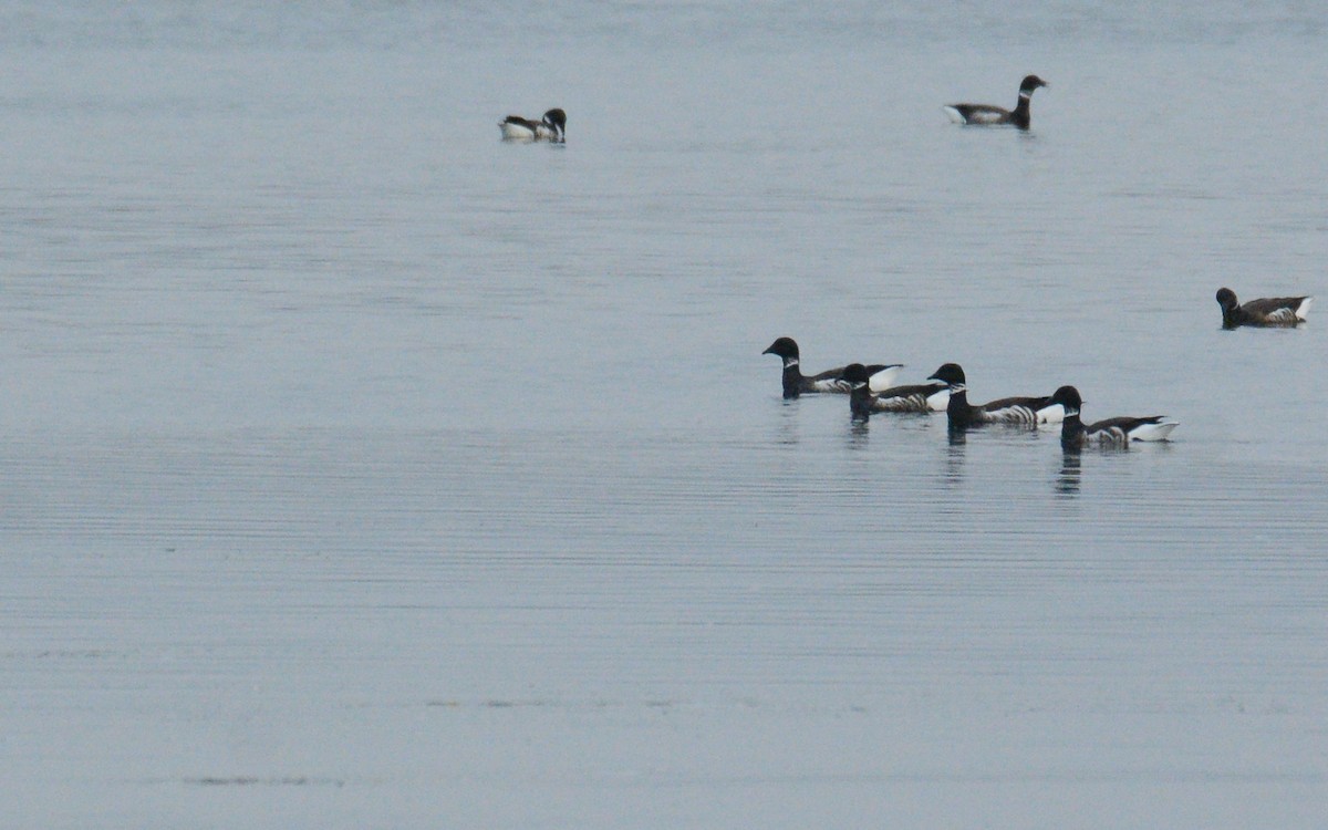 eBird Checklist - 20 Feb 2024 - Ciénaga de Don Eddie's Landing - 25 ...