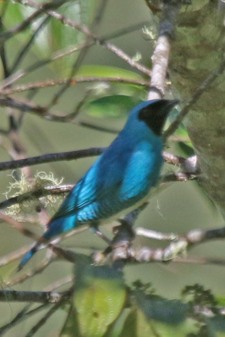 Swallow Tanager - ML615522230