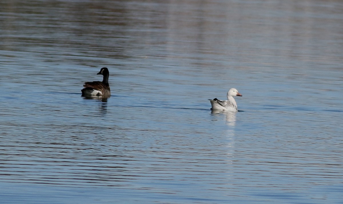 Snow Goose - Lorraine Lanning