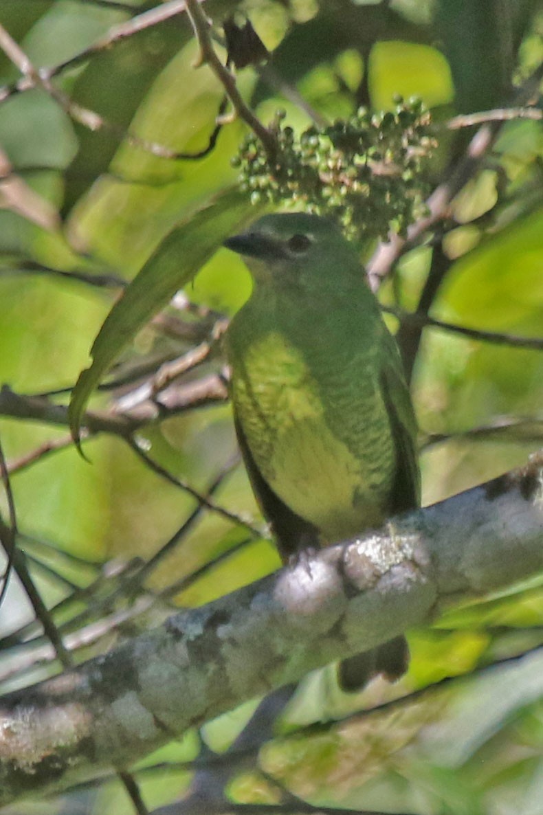 Swallow Tanager - ML615522246