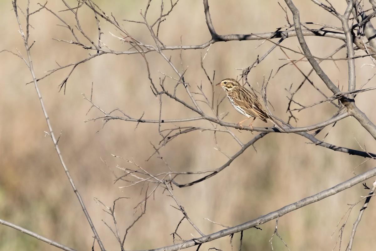 Savannah Sparrow - ML615522269