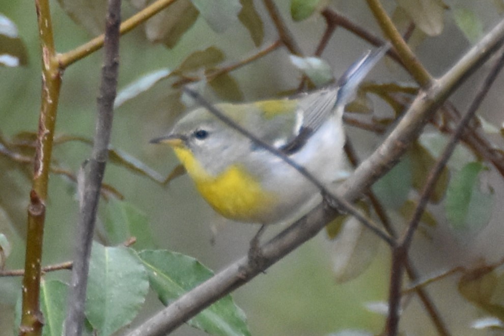 Northern Parula - ML615522301