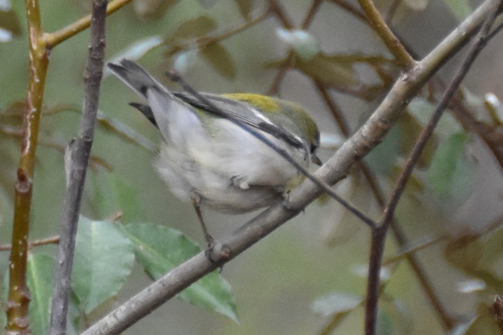 Northern Parula - ML615522302