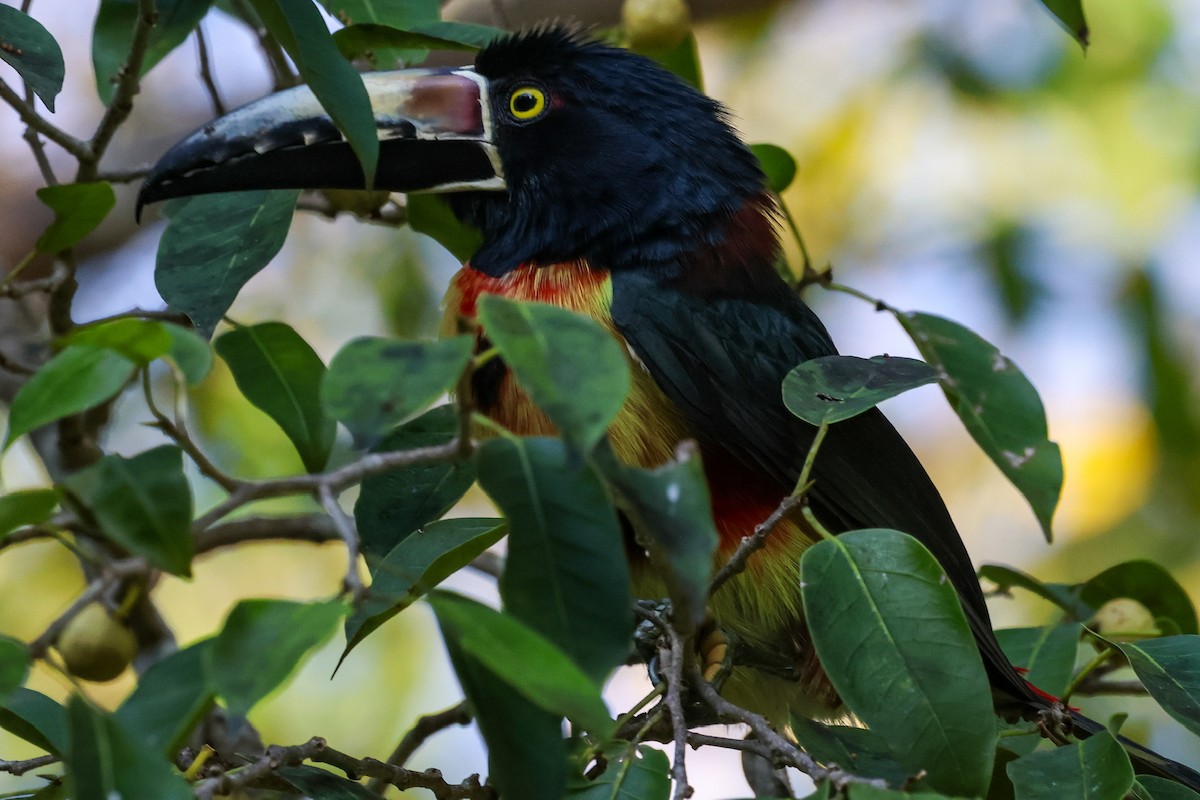 Collared Aracari - Marc Goncher