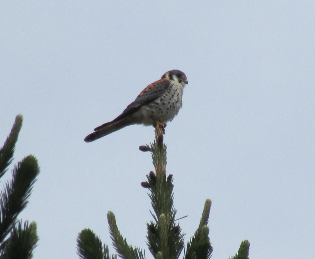 American Kestrel - ML615522409