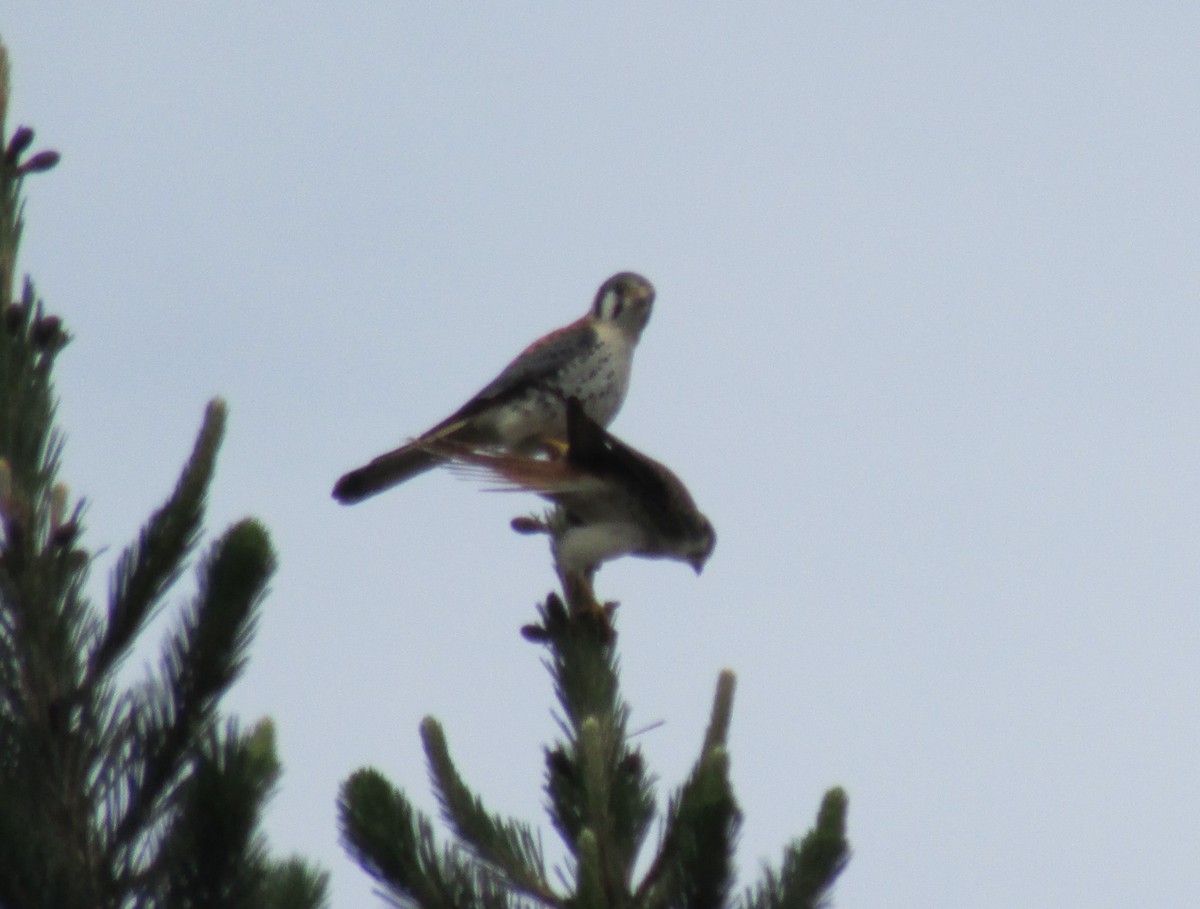 American Kestrel - ML615522410