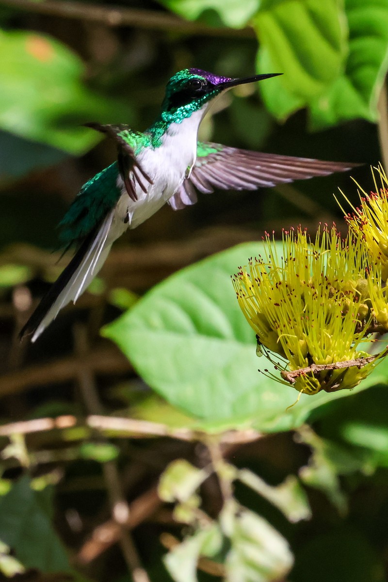 kolibřík purpurovohlavý - ML615522422