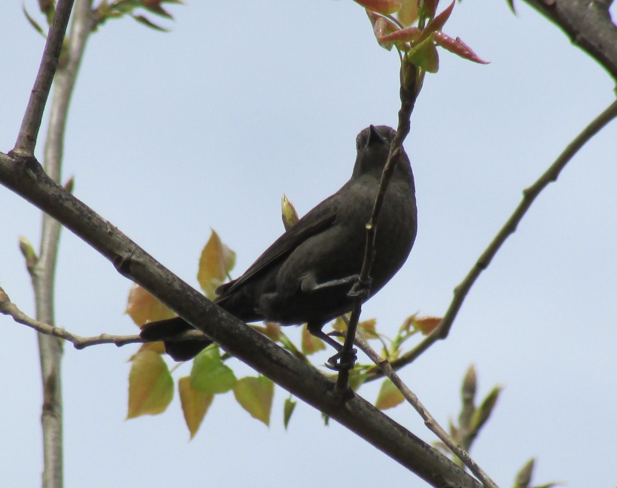 Shiny Cowbird - ML615522430