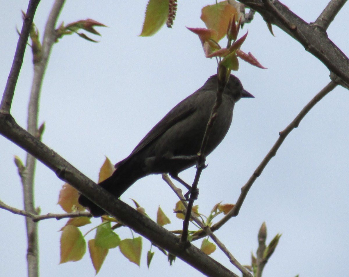 Shiny Cowbird - ML615522431