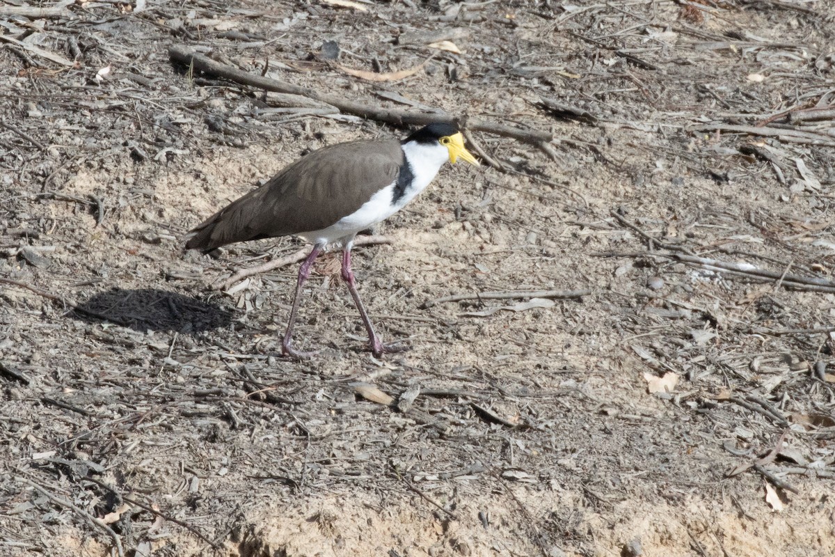 Masked Lapwing - ML615522446