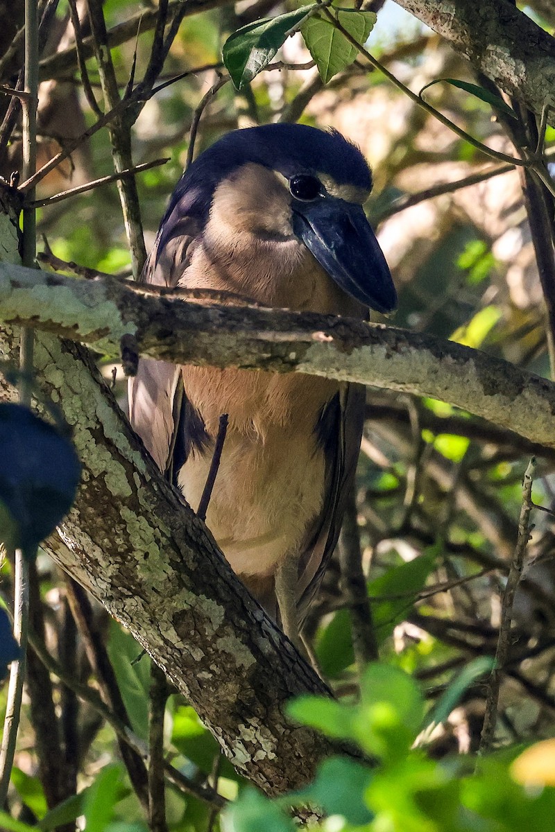 Boat-billed Heron - Marc Goncher