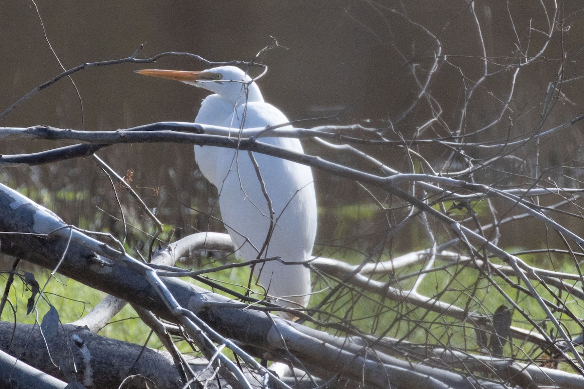 Great Egret (modesta) - Pat and Denise Feehan