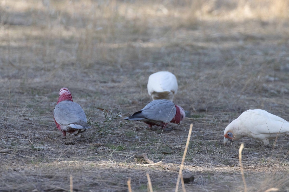 Long-billed Corella - ML615522459