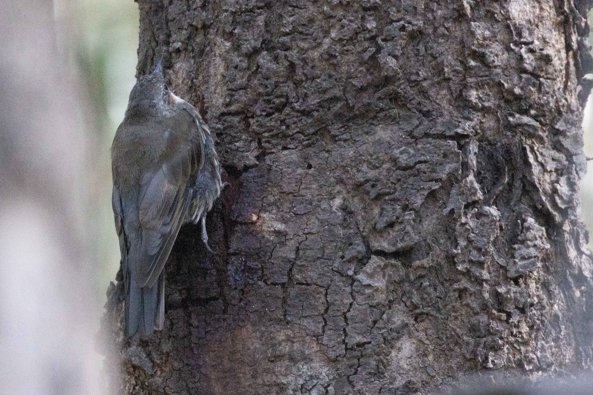 White-throated Treecreeper (White-throated) - Pat and Denise Feehan