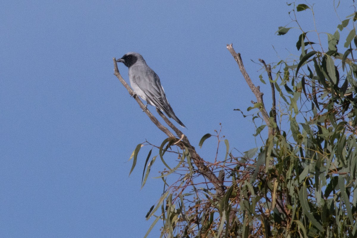 Black-faced Cuckooshrike - ML615522467