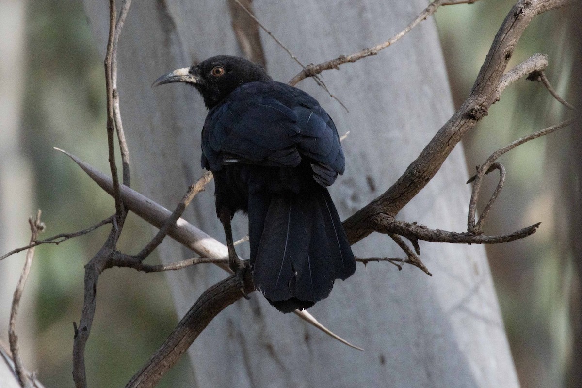 White-winged Chough - ML615522474