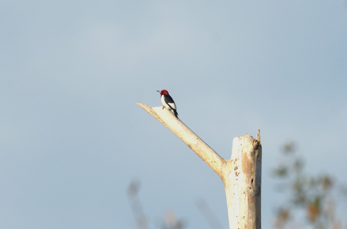 Red-headed Woodpecker - ML615522497