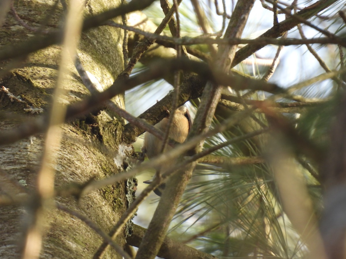 Red-breasted Nuthatch - ML615522641