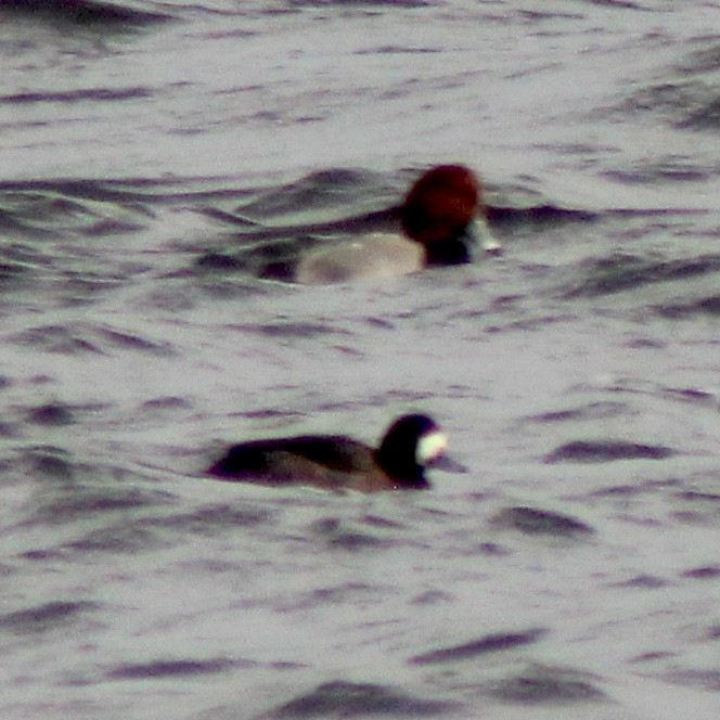 Greater Scaup - ML615522765