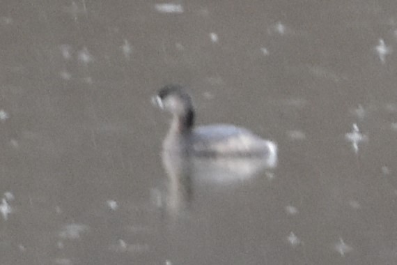 Pied-billed Grebe - ML615522770