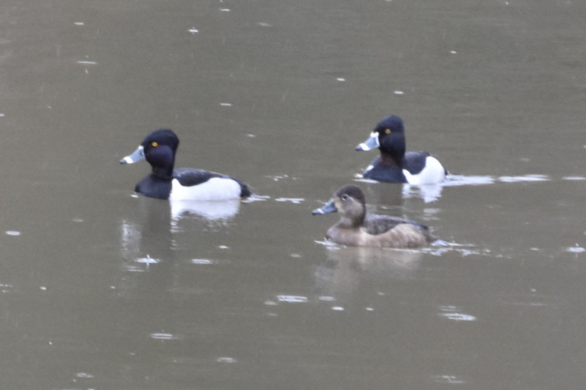 Ring-necked Duck - ML615522773