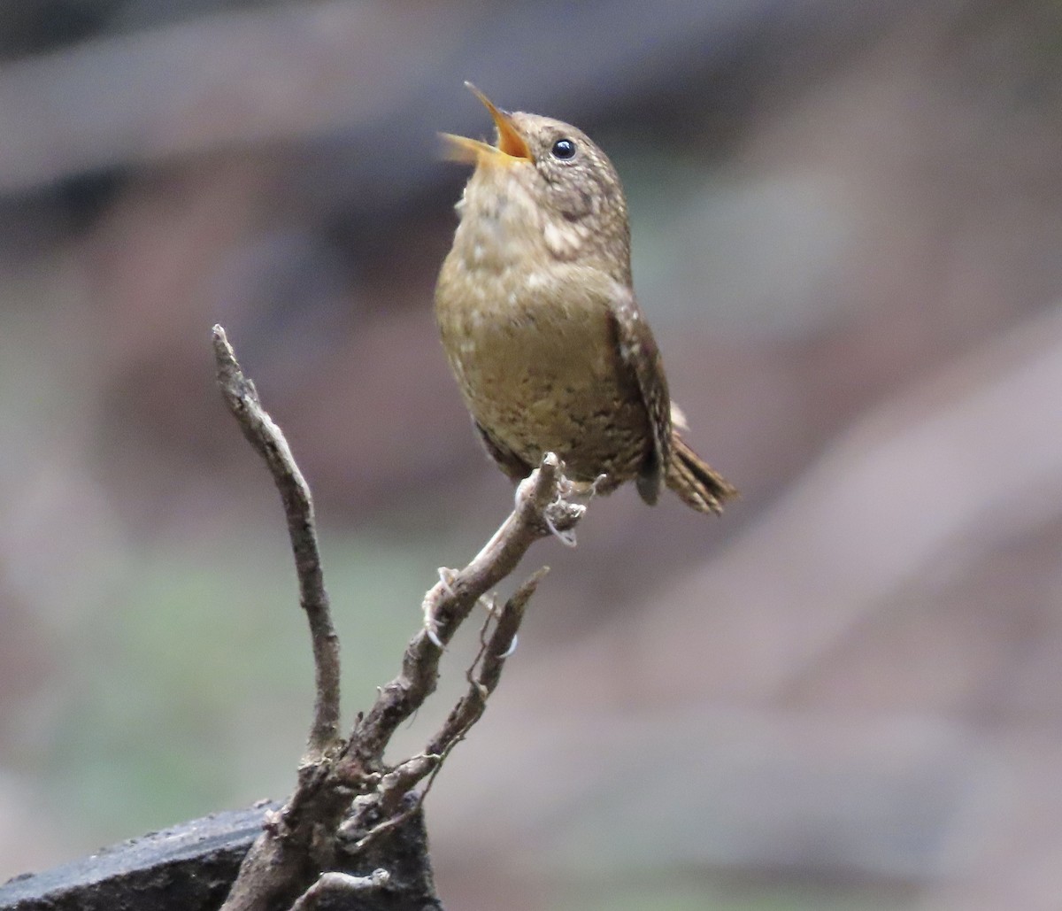 Pacific Wren - ML615522853