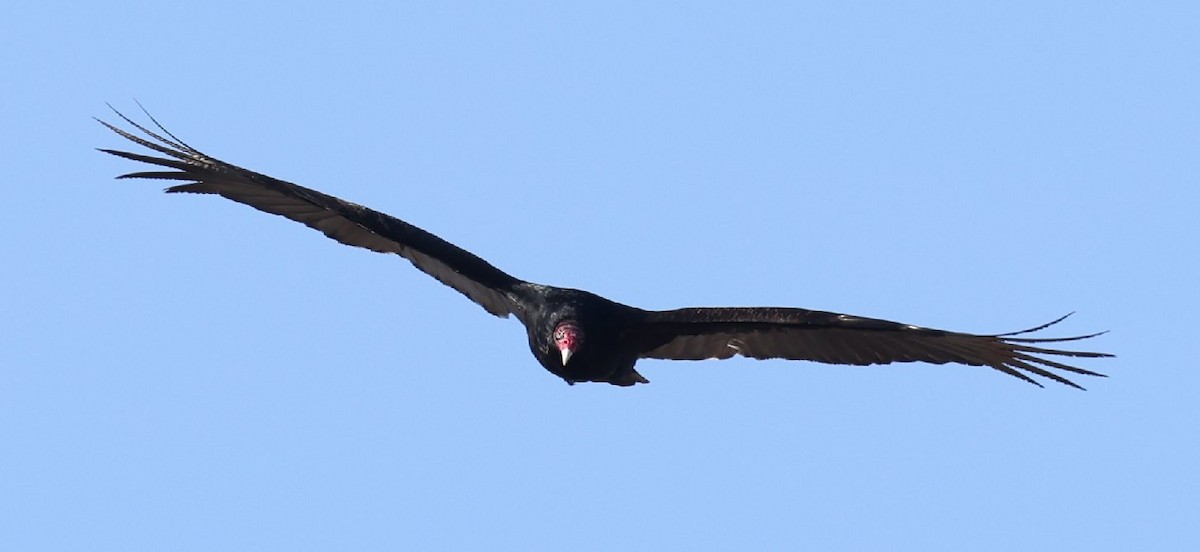 Turkey Vulture - ML615522866