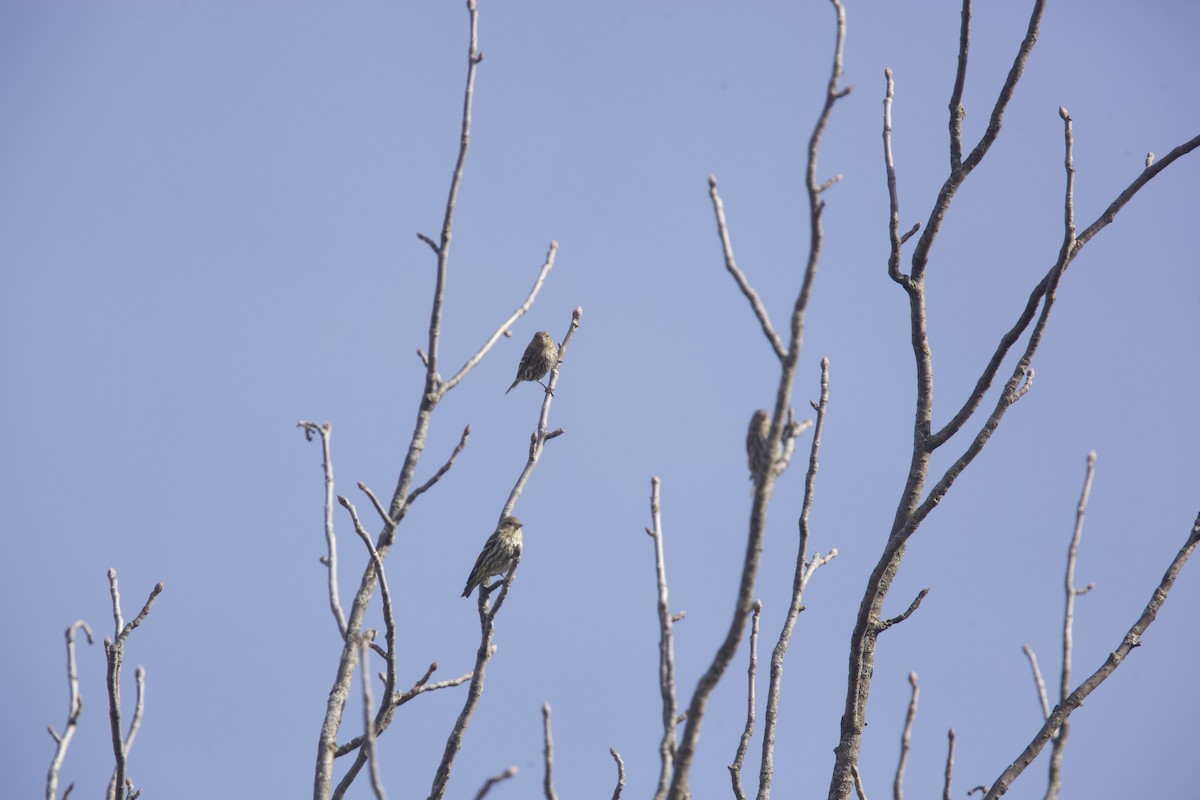 Pine Siskin - ML615522868