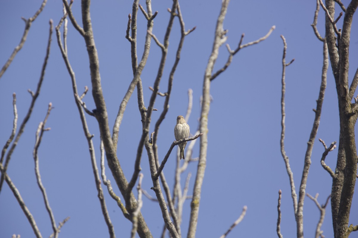 Pine Siskin - Paul Miller