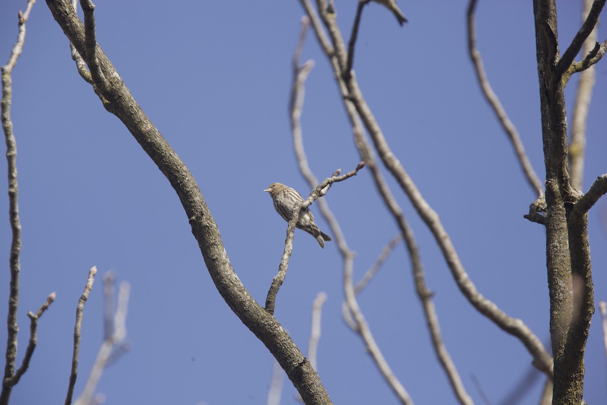 Pine Siskin - Paul Miller