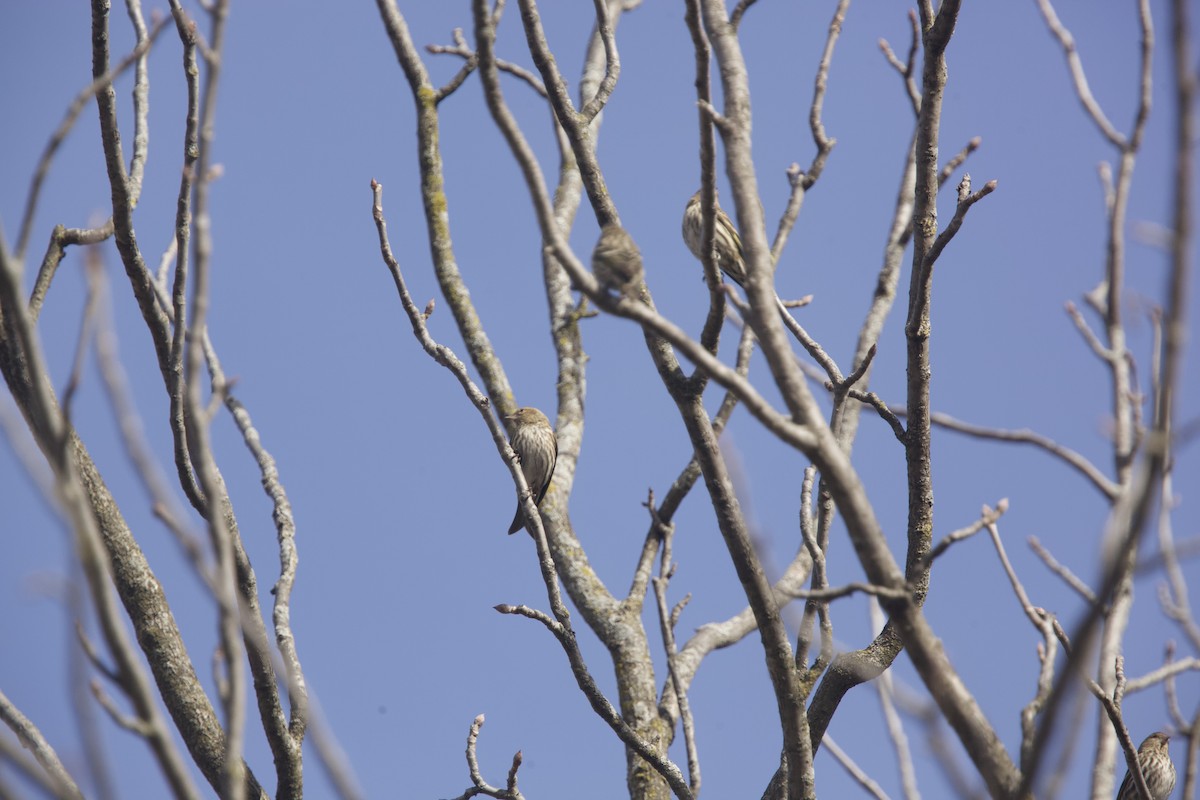 Pine Siskin - Paul Miller