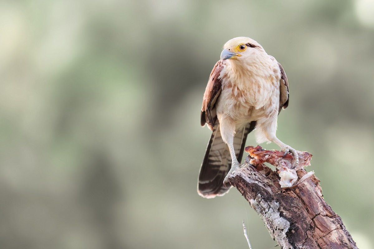 Yellow-headed Caracara - Tony Dvorak