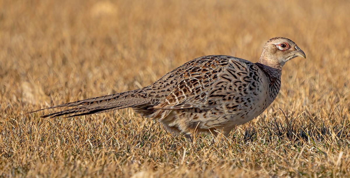 Ring-necked Pheasant - ML615522902