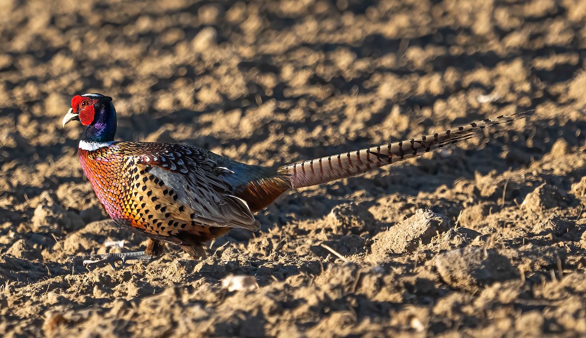 Ring-necked Pheasant - ML615522903