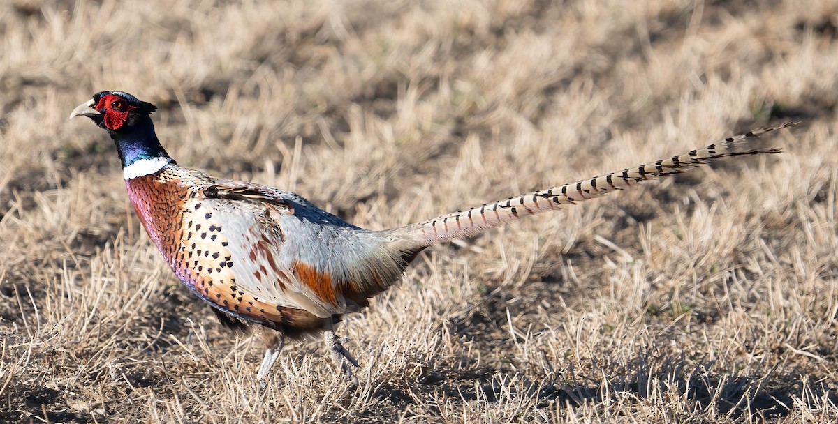 Ring-necked Pheasant - ML615522904