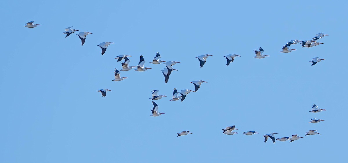 American White Pelican - Courtney Rella