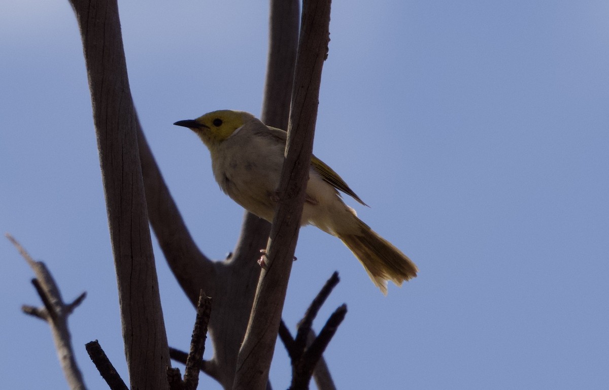 White-plumed Honeyeater - Yvonne van Netten