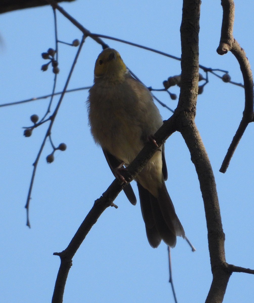 White-plumed Honeyeater - Rodney Macready