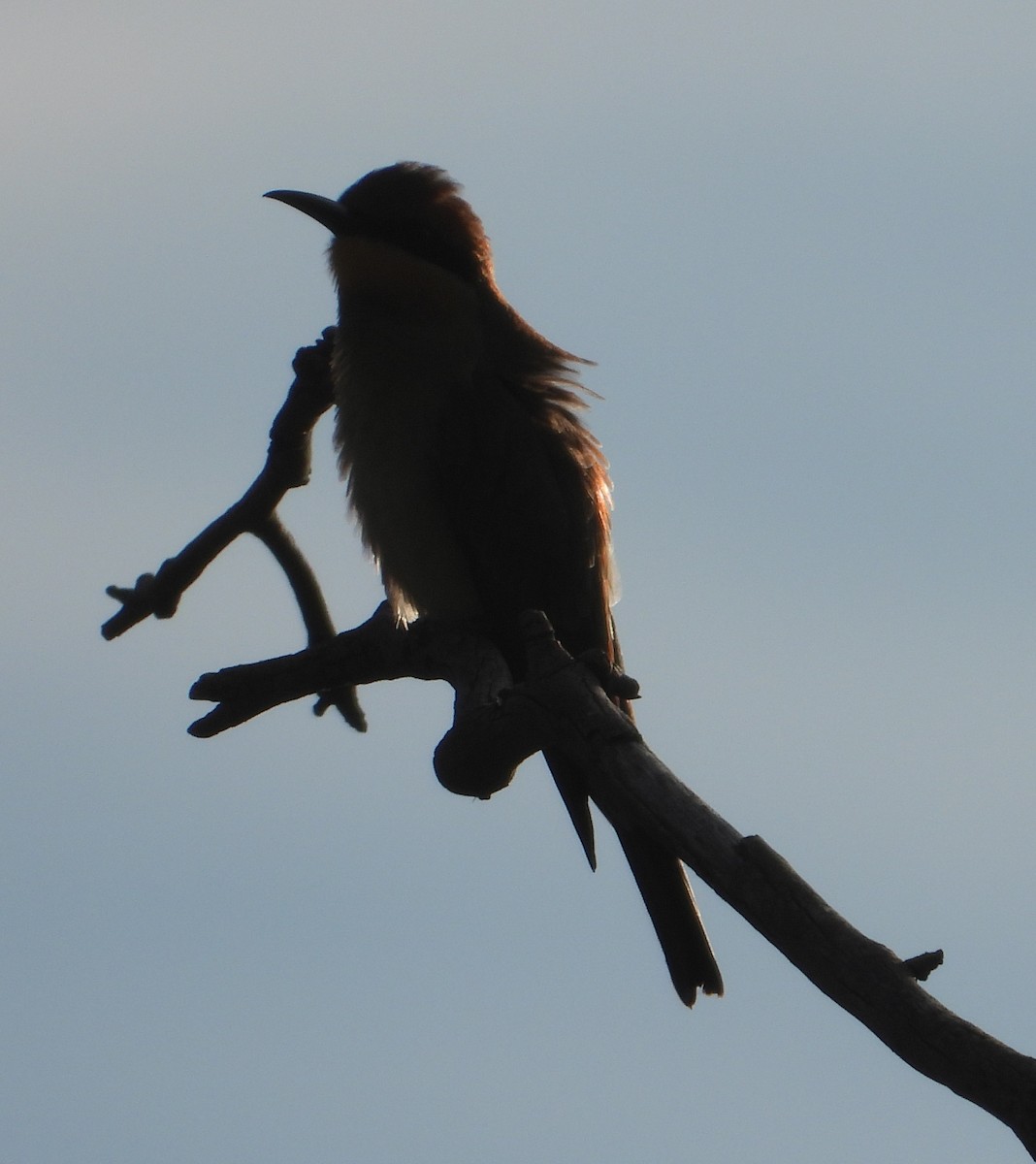 Rainbow Bee-eater - ML615522966