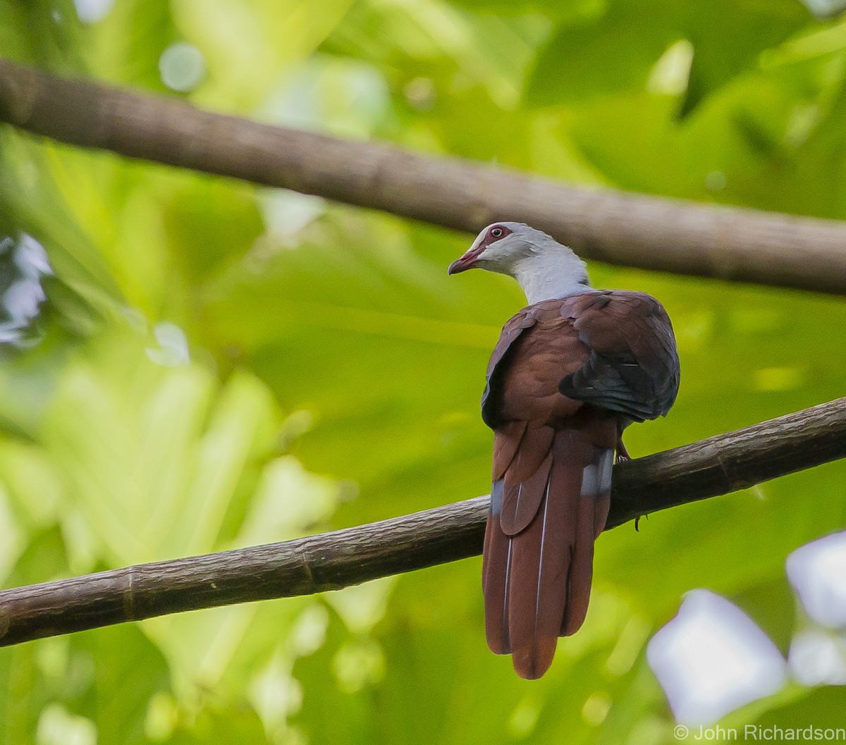 Great Cuckoo-Dove - ML615522987