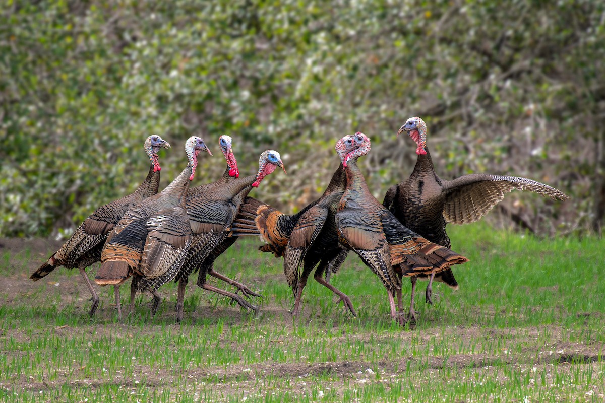 Wild Turkey - ML615522995