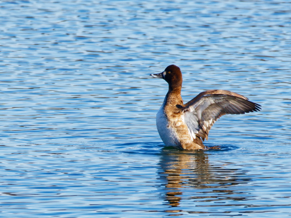 Lesser Scaup - ML615523013