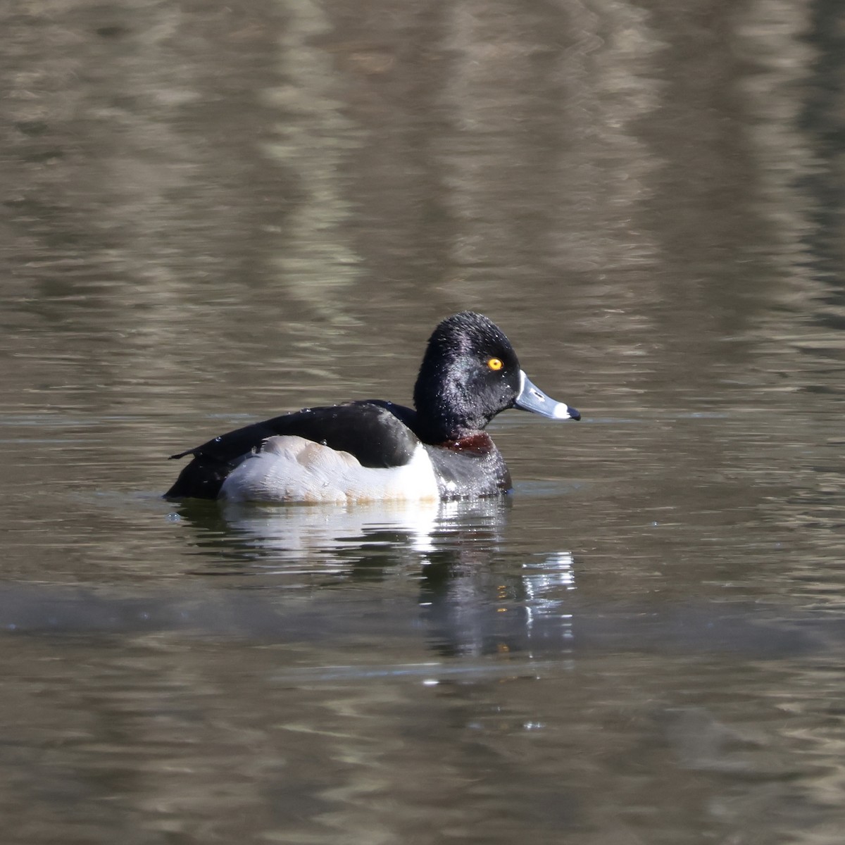 Ring-necked Duck - ML615523045