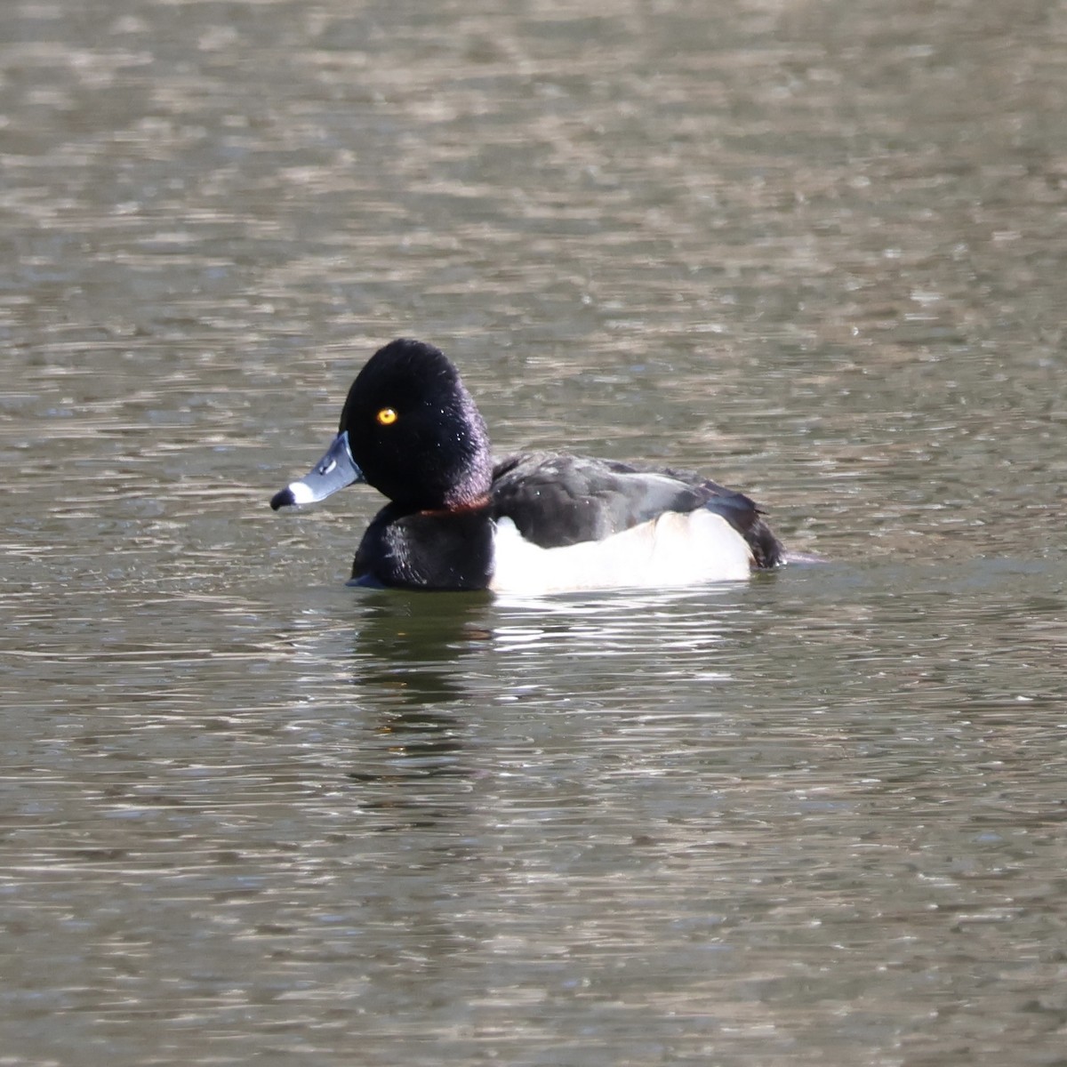 Ring-necked Duck - ML615523046